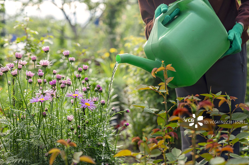 女人的手在花园里用浇水壶浇灌盛开的花朵图片素材