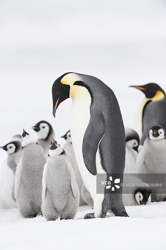 帝企鹅家庭和小企鹅在雪白的南极洲图片素材