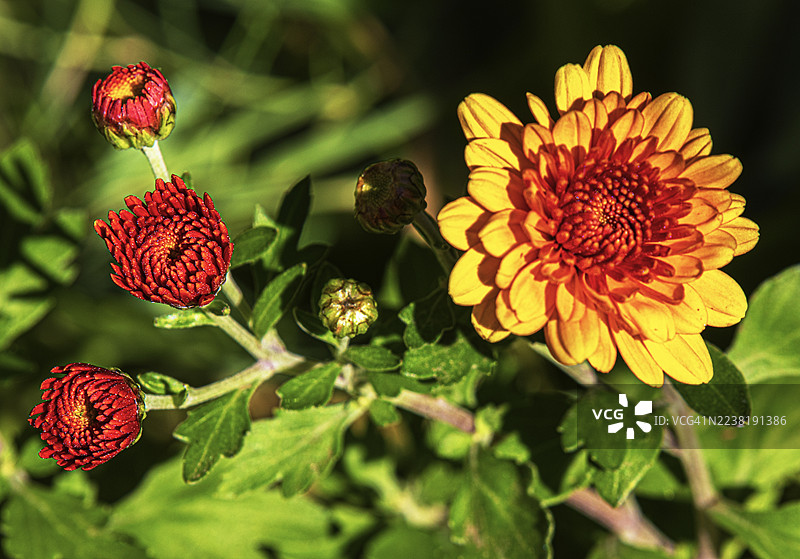 康乃馨盛开的各个阶段图片素材