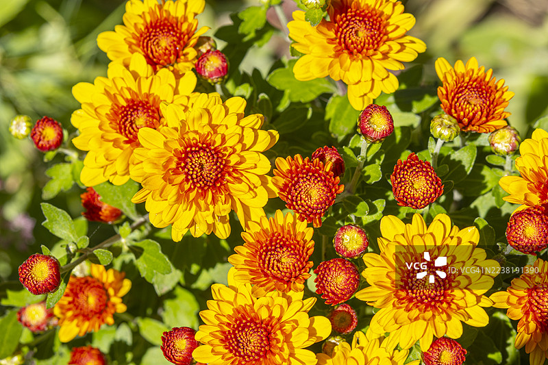 盛开的黄色和橙色菊花图片素材