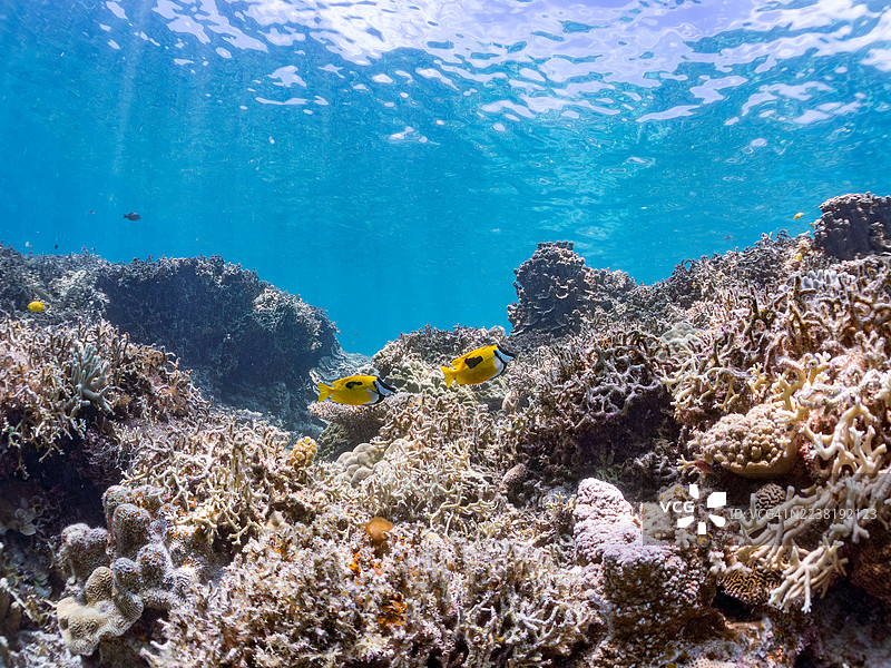 斑点兔鱼，单斑兔鱼，蓝纹鹦嘴鱼，戈班鹦嘴鱼，蓝绿间雀鲷，绿雀鲷。一群热带鱼。美丽的珊瑚礁和游泳的人们。安室岛，座间味岛，庆良间群岛，图片素材