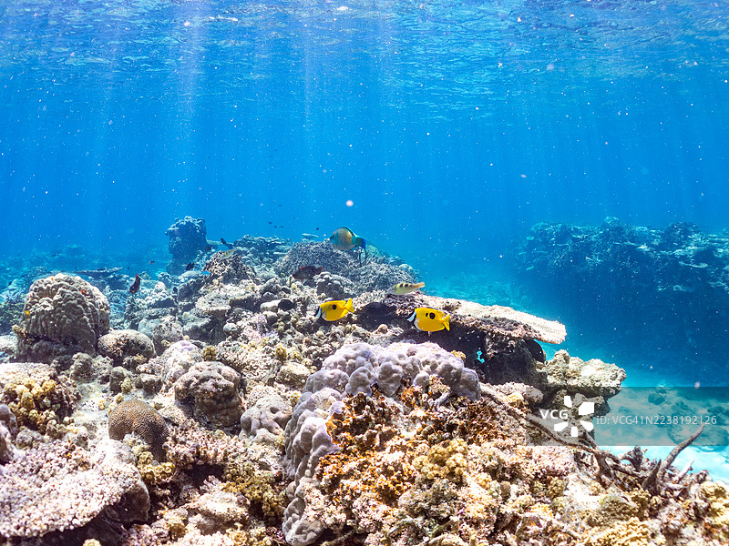 斑点狐狸鱼 (Siganus unimaculatus)、蓝纹鹦嘴鱼 (Scarus ghobban)、蓝绿鲹 (Chromis viridis) 等热带鱼群。美丽的珊瑚礁和游泳的人们。安室岛、座间味岛、庆良间群岛。图片素材