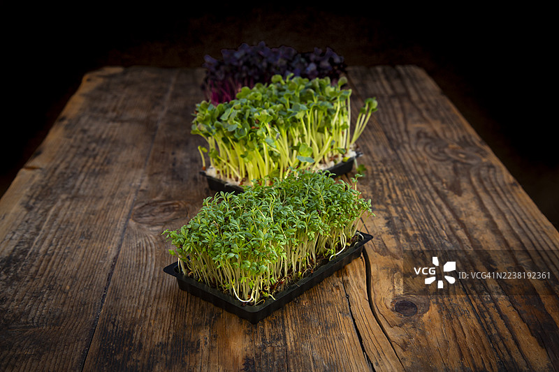 不同类型的有机水田芥幼苗放在古朴的深色木材上图片素材