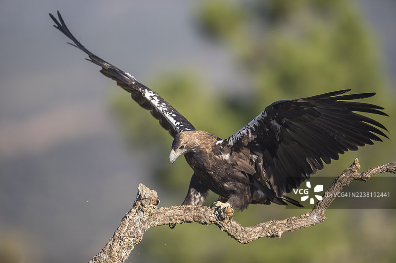 西班牙帝国鹰栖息在树枝上图片素材
