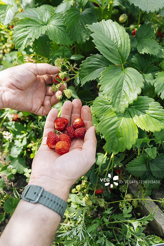 在生态农场的夏季花园中手工采摘草莓图片素材