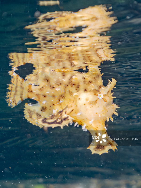 海藻鱼(Histrio histrio)幼鱼,鱼群,半水面摄影。日本静冈县伊豆半岛南伊豆町中木港 Hirizo 海滩 - 2025 年 7 月 21 日。以及其他。图片素材