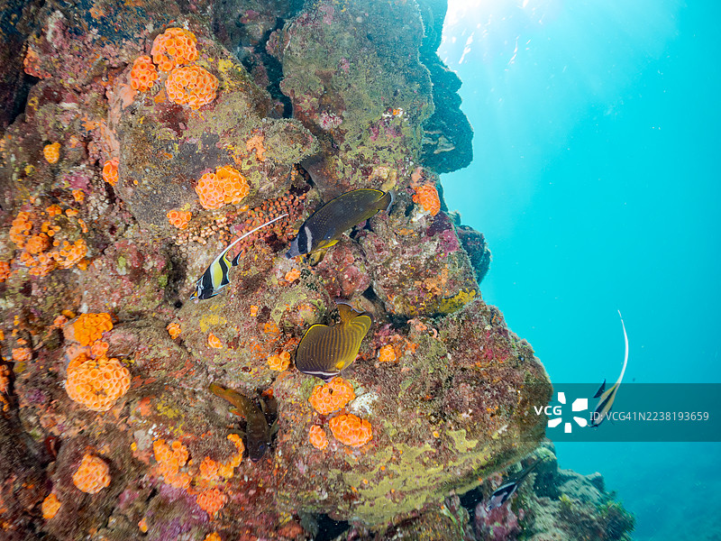 摩尔鱼，角形 તેમ, 橙杯珊瑚，和其他鱼类成群。 2025年7月21日，日本静冈县伊豆半岛南伊豆中木港平野海滩。图片素材