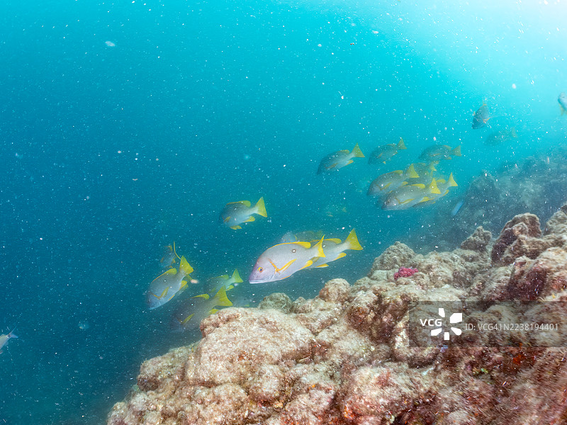 蓝点海鲈鱼，Lutjanus stellatus。及其他。鱼群。日本静冈县伊豆半岛南伊豆仲木港 Hirizo 海滩。- 2025 年 7 月 26 日。图片素材