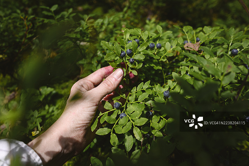 夏天在森林里手工采摘黑莓图片素材