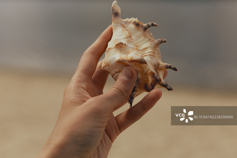一个女性的手拿着海螺，背景是模糊的沙滩。图片素材