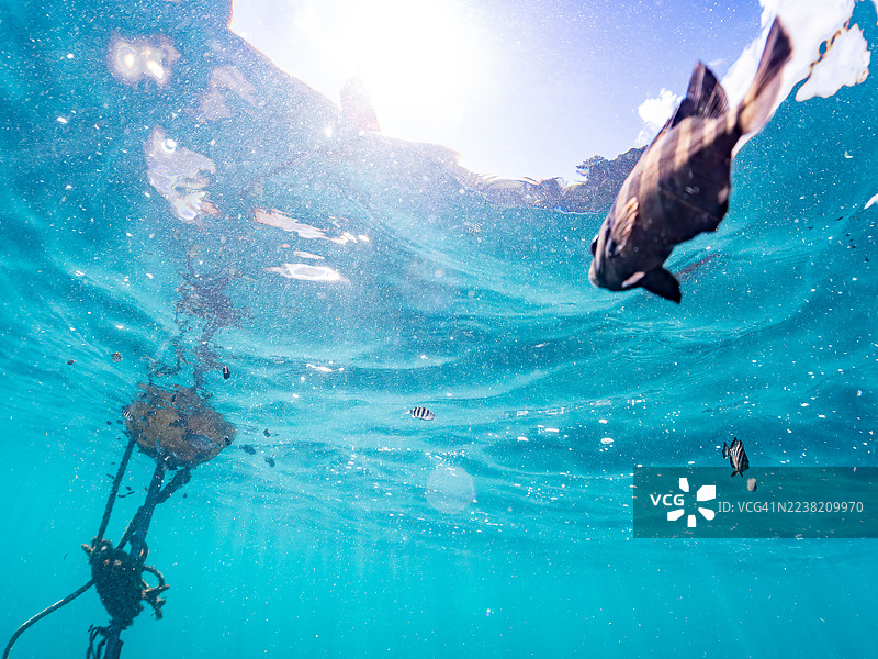 日本鹦嘴鱼（Oplegnathus fasciatus）、纹身鹦嘴鱼（Abudefduf vaigiensis）、条纹毒牙鳚（Petroscirtes breviceps）幼鱼，它们生活在浮标以及其他地方。鱼群。南伊豆、伊豆、平矶海滩、中木港。图片素材