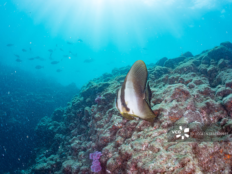 长鳍蝙蝠鱼(Platax teira)及其他鱼类成群游动。拍摄于2025年7月27日,日本静冈县伊豆半岛南伊豆町弓滨海滩仲木港。图片素材