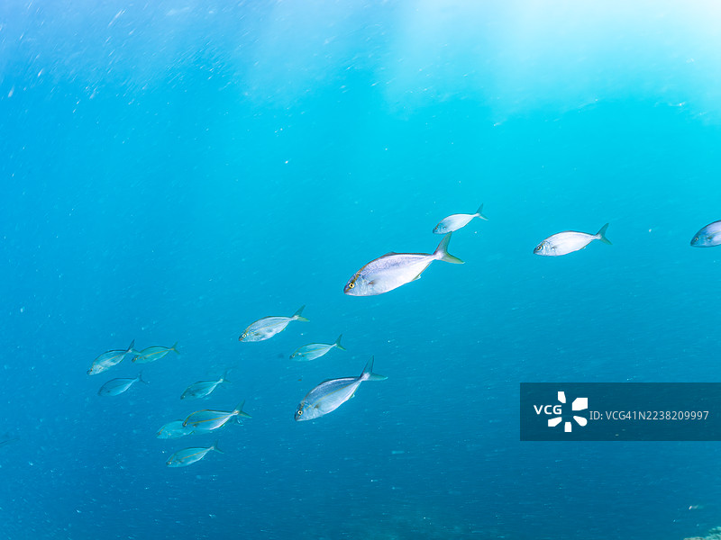 大安康鱼 (Seriola dumerili) 彩虹鱼 (Elagatis bipinnulata) 银带圆鲱 (Spratelloides gracilis)。图片素材