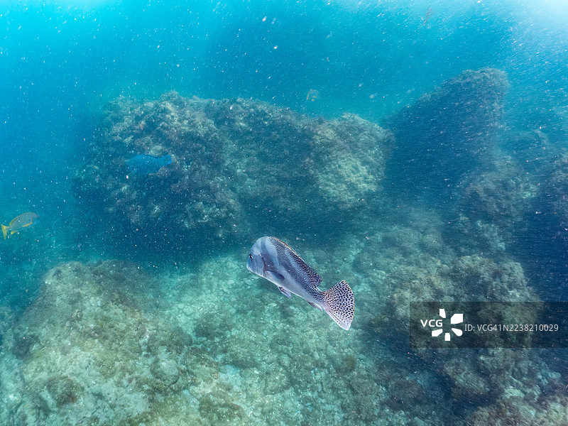 月牙须鲷,Plectorhinchus cinctus。及其他鱼类。鱼群。日本静冈县伊豆半岛南伊豆町中乡港平子海滩。2025年7月27日。图片素材