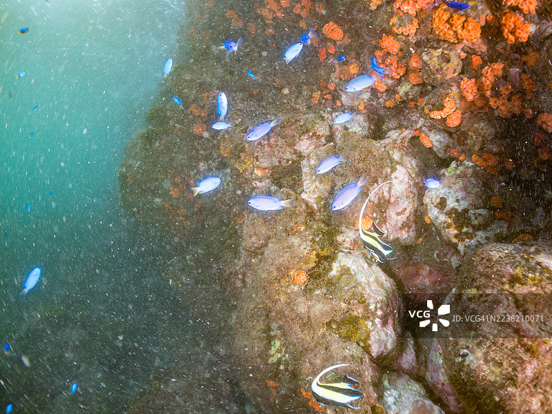 摩尔鱼(Zanclus cornutus)、黑条纹海雀(Pempheris schwenkii)幼鱼、蓝雀鱼(Pomacentrus coelestis)、橙杯珊瑚、海绵等。鱼群。静冈县南伊豆町石廊崎港 Hirizo 海滩。图片素材