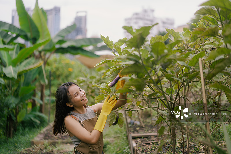 身穿围裙、戴着黄色手套的年轻亚裔女性，在户外的城市菜园里，使用剪刀和工具带采摘茄子，面带笑容。图片素材