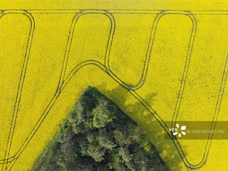 德国巴伐利亚的油菜花田和森林的鸟瞰图图片素材