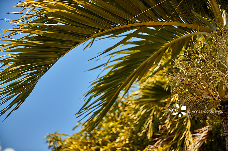 特写镜头，低角度拍摄，展示了一片绿色的椰子棕榈叶在湛蓝的天空下弯曲。图片素材