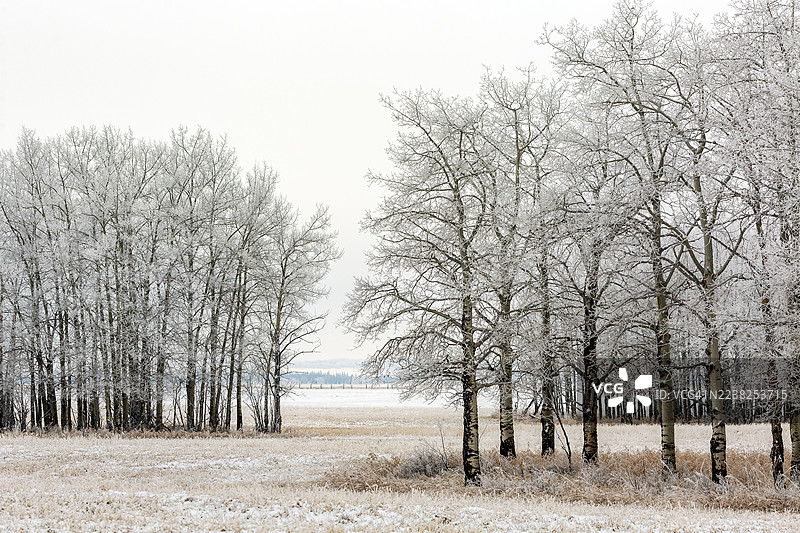 加拿大艾伯塔省卡尔加里西部，冬日风景中的冰霜覆盖的树木，有田野和柔和的阴天。 
- 翻译分析：
- 翻译是准确和专业的。
- 语言风格：
- 语言自然流畅，适合用作图片描述。
- 原始语言：英语
- 目标语言：简体中文图片素材