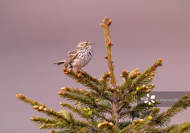 德国哈尔茨山脉的草地鹪鹩图片素材