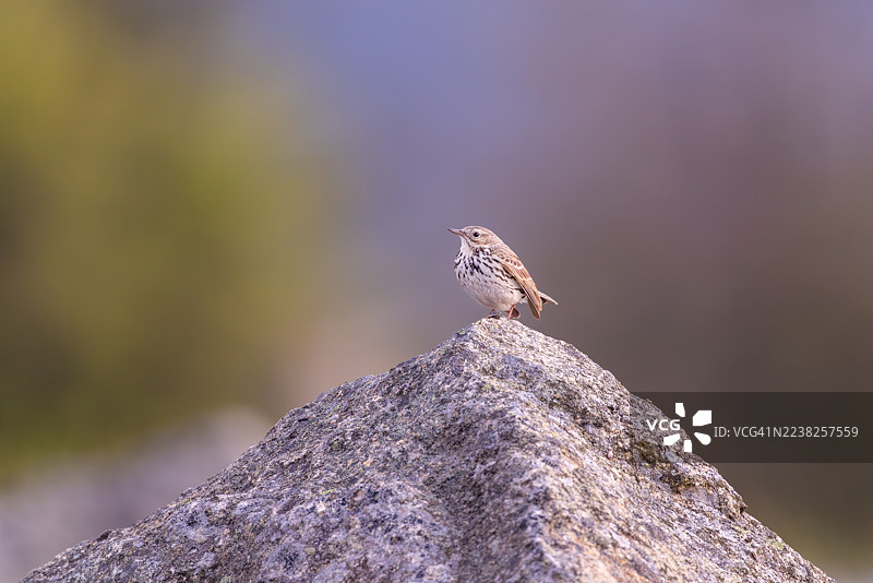 德国哈尔茨山脉的草地鹀图片素材