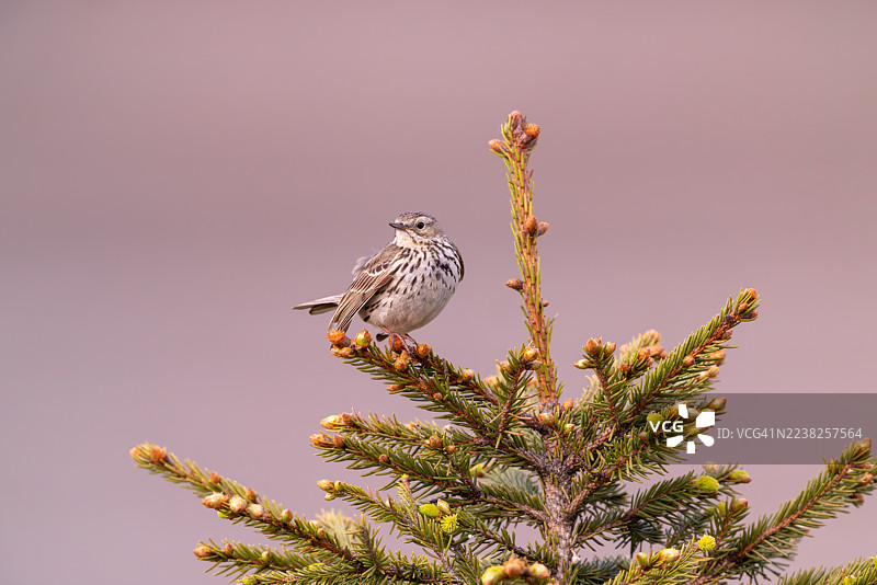 德国哈尔茨山脉的草地鹨图片素材