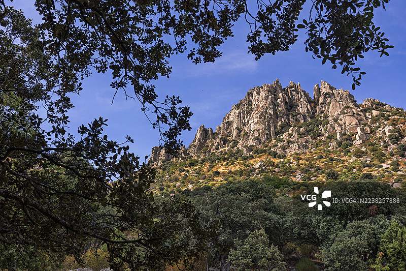 蓝天下的树枝，勾勒出落基山脉的轮廓图片素材