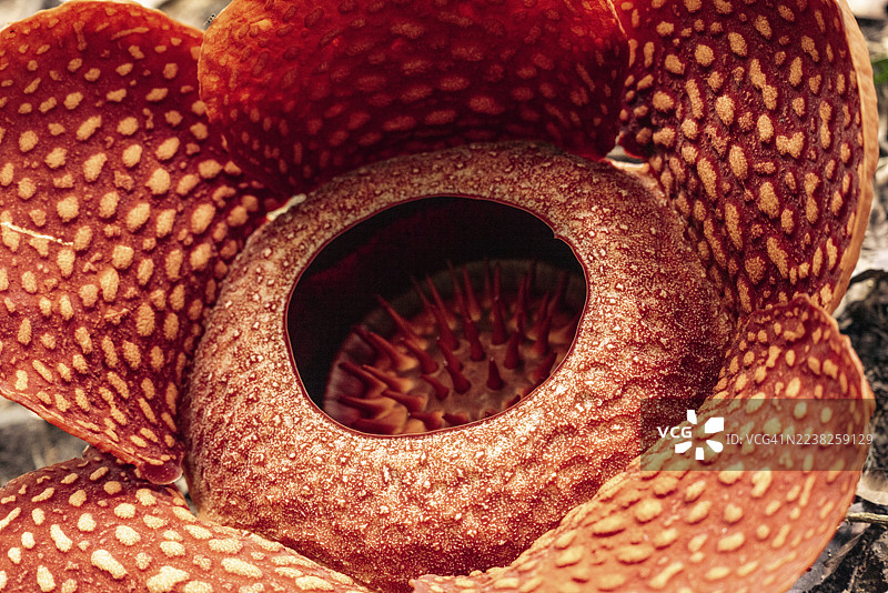 印尼西苏门答腊省巴东潘江省的莱佛士花，花瓣厚实，纹理丰富，中心有开口，周围有尖刺。图片素材