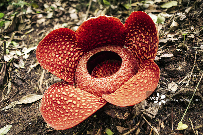巨大的红色莱佛士花，花瓣厚实且有纹理，中心有开口，周围环绕着尖刺。印度尼西亚西苏门答腊省 Bukittinggi。图片素材
