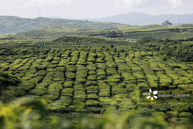 绿意盎然的茶园，丘陵起伏，远山朦胧，天空布满云彩。印度尼西亚占碑省Kerinci地区Kayu Aro的Kerinci火山。图片素材