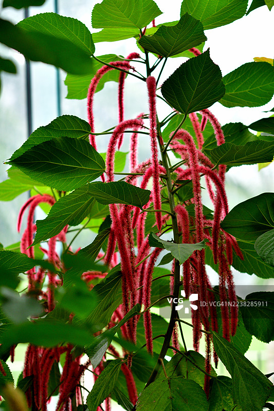 Acalypha Hispida / 铁海棠 / 狐尾铁 / 猴尾图片素材