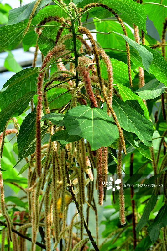 Acalypha Hispida / 铁线莲 / 猴尾 / 红猫尾图片素材