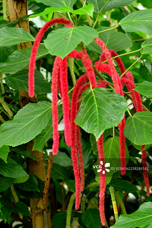 Acalypha Hispida / 铁线莲 / 猴尾巴 / 红猫尾巴图片素材