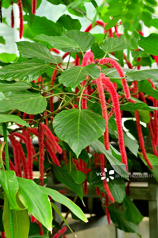 Acalypha Hispida / 铁苋菜 / 吊灯花 / 狐狸尾图片素材