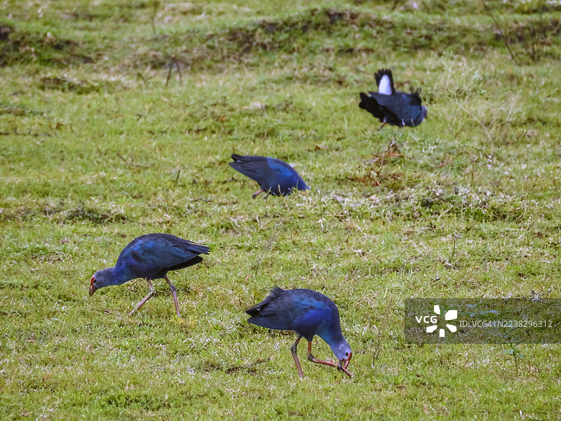 灰头沼泽鸡 (Porphyrio poliocephalus)图片素材