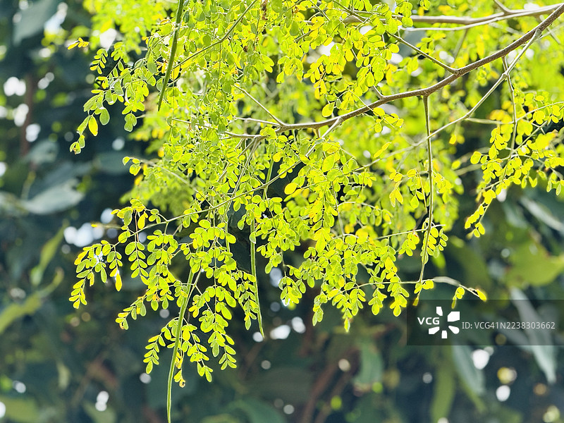 辣木树图片素材