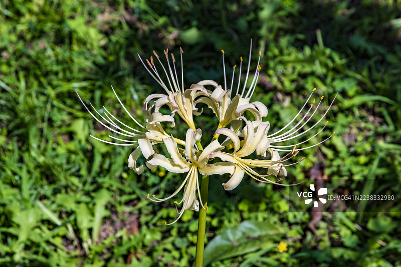 白花蜘蛛兰（特写）图片素材