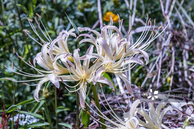 红花石蒜，变种红花石蒜图片素材