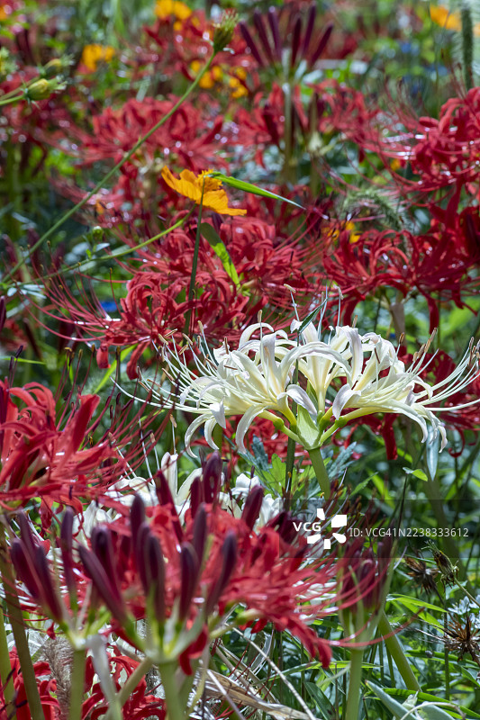 红蜘蛛百合环绕着一株白蜘蛛百合图片素材