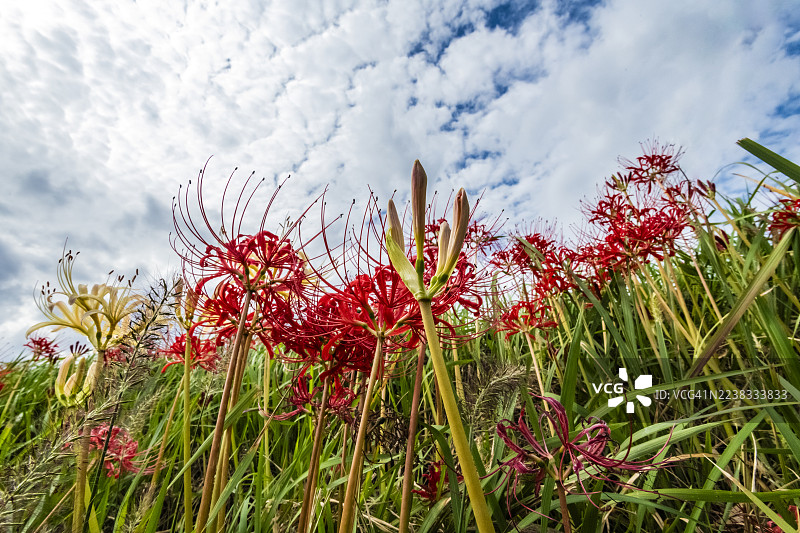 阴云密布的天空下，盛开的红蜘蛛百合。图片素材