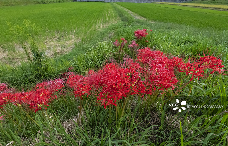 丰收后的稻田边缘，成簇的红蜘蛛百合图片素材