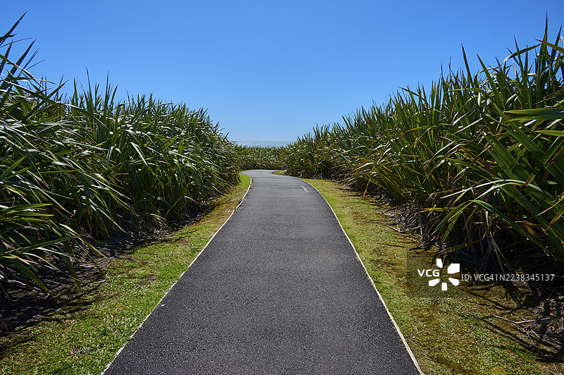 新西兰南岛西海岸格雷茅斯韦斯特波特煎饼岩上,一条柏油路穿过茂密的植被,在蔚蓝的天空下延伸。图片素材