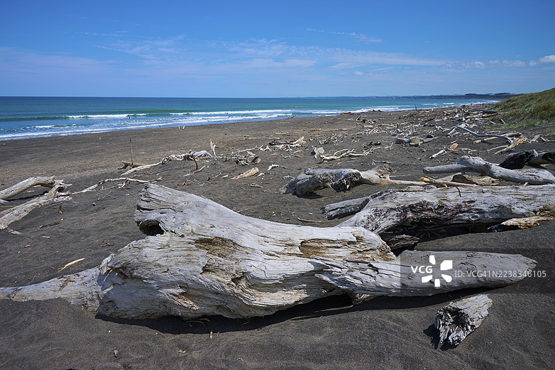 新西兰北岛塔拉纳基帕蒂亚玛纳湾海边散落的浮木图片素材
