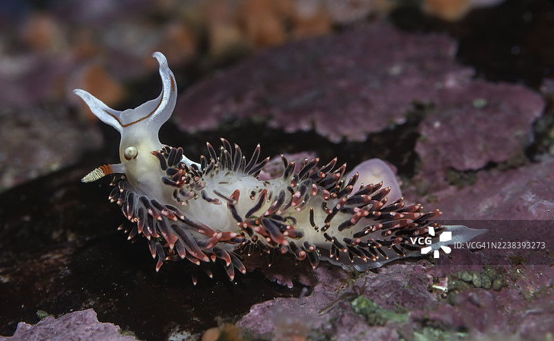 Phidiana hiltoni 是海蛞蝓的一个物种，属于海神鳃目，是 Facelinidae 科的无壳海洋腹足类软体动物。水下。加利福尼亚州马林县杜克斯伯里礁（Duxbury Reef）。图片素材