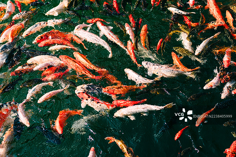 宁静池塘中优雅游动色彩鲜艳的锦鲤图片素材