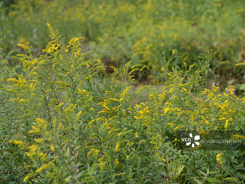 特写镜头，展示白天在郁郁葱葱的绿色田野中盛开的鲜艳黄色一枝黄花。图片素材