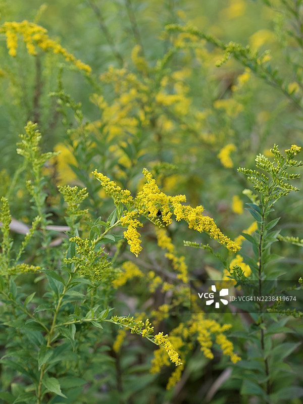 近距离拍摄的生机勃勃的黄色一枝黄花在白天盛开在郁郁葱葱的绿色田野中图片素材