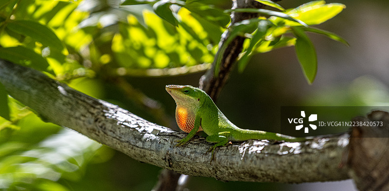 阳光下，一只绿变色龙在树枝上特写，展示其咽扇。图片素材