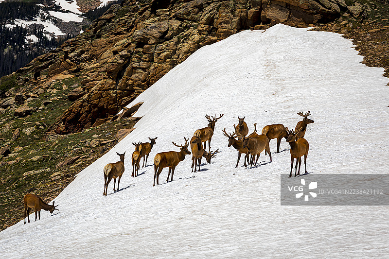 一群麋鹿站立在覆盖着雪的山坡上，背景是落基山脉，位于美国埃斯特斯公园，靠近美国国道。图片素材
