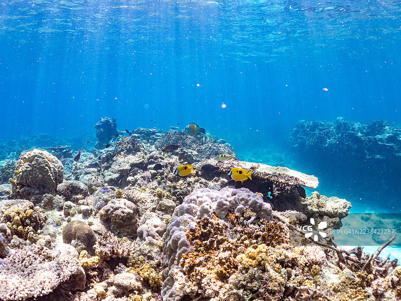 斑点狐狸鱼，斑纹兔鱼，蓝条鹦嘴鱼，蓝绿鲹，蓝绿鲹。一群热带鱼。美丽的珊瑚礁和游泳的人们。安室岛，座间味岛，庆良间群岛，图片素材